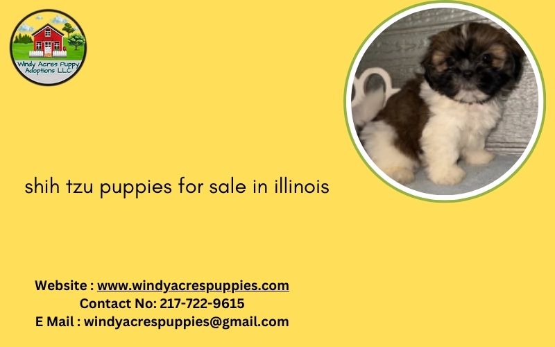 Cute Maltese Puppies Ready For New Homes In Illinois
